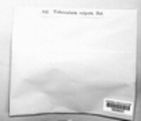 Tubercularia vulgaris image